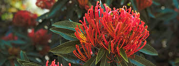 Maybe you would like to learn more about one of these? Hardy Plants All You Need To Know Flowers Across Sydney