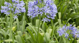 Image result for Agapanthus codii