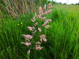 Image result for Holcus