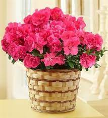1 800 Flowers 6 Azalea Plant Send Her All The Comforts Of Home With Our Welcoming Azalea Plant Hand D Get Well Flowers Flower Delivery Mothers Day Flowers