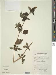 Image result for Mimulopsis