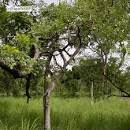 Image result for Strychnos innocua