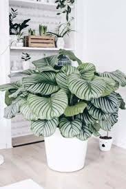 5 Jolies Plantes D Interieur Qui N Ont Pas Besoin De Lumiere Decoration Plantes Interieur Plantes De Salon Deco Plantes Interieur