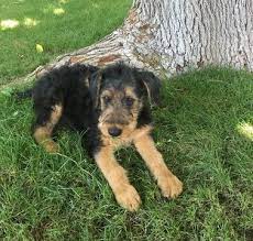 Adopt an airedale terrier in florida. Airedale Terrier Puppies For Sale Near Me Pets Lovers