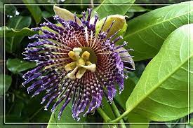 The Maui Hunter Blog About Maui Hawaii Passion Fruit Flower Purple Passion Flower Pretty Plants