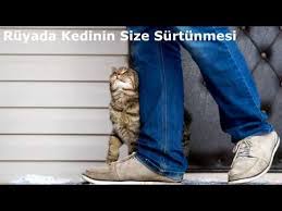 Ruyada Kedinin Size Surtunmesi Videolu Ruya Tabirleri Kedi
