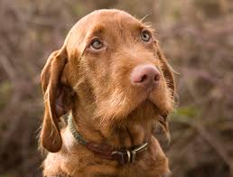 Wirehaired hungarian vizsla puppies with outstanding pedigrees. Meet The Breed Wirehaired Vizsla Sheknows