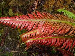 Image result for Blechnum attenuatum