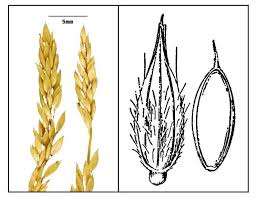 Image result for Eriochloa procera