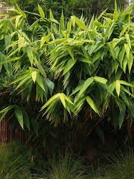 Tiger Grass Tiger Grass Tropical Garden Plants