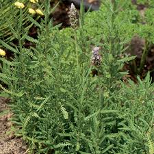 Image result for Lavandula dentata