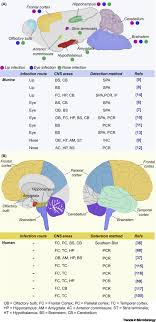 My husbands herpes 1 and 2 test came back high 42.1 high is what the lab report says it is for 1 and 2 after that is a result foe 2 which is<0.9 what does this mean how. Herpes Simplex Virus 1 In The Brain The Dark Side Of A Sneaky Infection Trends In Microbiology