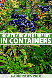 It can grow as large as your house if you don't keep it pruned. How To Grow Elderberry In Containers Gardener S Path