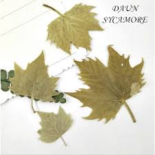 Jangan sampai kelewatan moment bertukar ucapan di hari raya ya (pssst, kalau. Daun Kering Asli Daun Musim Gugur Real Dry Pressed Flower Topping Resin Hiasan Dekorasi Shopee Indonesia