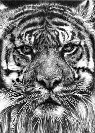 Portrait de tigre Animaux Photo Dessin Réaliste Dessin Au - Etsy Canada