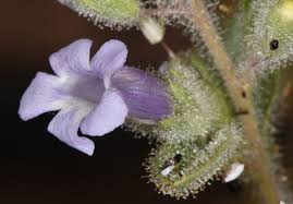 Image result for Anticharis