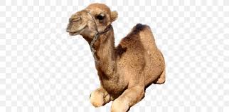 This puzzle needs a password, after you doing to the green teleport, you are sent to a maze that takes up to four whale beings. Dromedary Wild Bactrian Camel Gepa Camel Face Png 369x400px Dromedary Animal Arabian Camel At Hump Bactrian