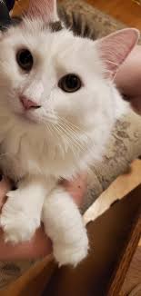 Hello my baby Hello my honey Hello my Ragtime Gal!@