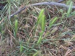 Image result for Schmidtia kalahariensis