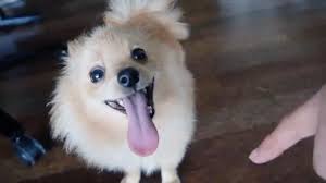 Logan alexander paul (born april 1, 1995) is an american youtuber, internet personality, actor, podcaster and boxer. Logan Paul On Twitter Honest Question Where Did My Dog Get His Tongue From