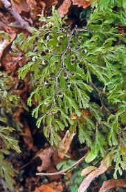 Image result for Hymenophyllum triangulare