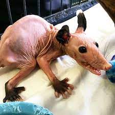 Hairless Opossum Hairless Animals Creepy Animals Opossum