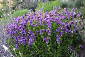 Once inside, the insect becomes confused by the many transparent areas of the upper leaf surfaces, which appear to be exits. A Few Native Plants