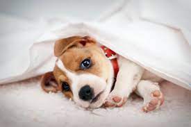 Just like in humans, heart disease is a common jack russell terrier health problem. Jack Russell Terrier Lifespan How Long Do They Live