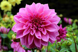 Dahlia tubers how to store over winter. How To Overwinter Dahlia Tubers