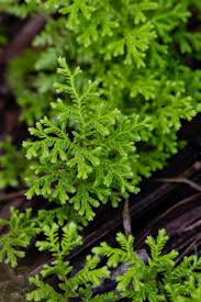 Image result for Selaginella molliceps