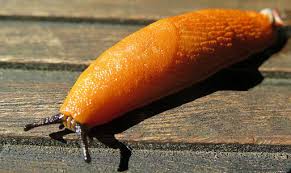 Schneckenplage Im Garten Nabu Heidelberg Die Naturschutzmacher Vor Ort