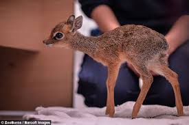 Having a super exotic (or even kind of exotic) pet means that when (not if but when). Adorable Baby Dik Dik Antelope Is Only 19cm Tall