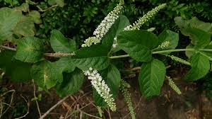 Image result for Buddleja asiatica