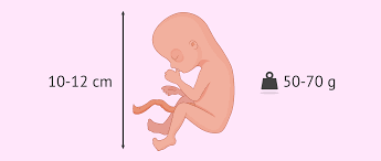 Descubre todos los síntomas que experimenta la madre en el embarazo semana a semana. Semana 15 De Embarazo Nino O Nina