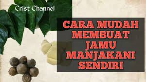 Resep jamu ayam bangkok supaya lebih tangguh jamu merupakan ramuan yang tidak hanya bermanfaat bagi kesehatan manusia, namun juga memiliki segudang manfaat untuk jenis ayam aduan, termasuk jenis ayam bangkok. Cara Mudah Membuat Jamu Manjakani Sendiri Youtube