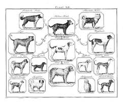 Animal Dog Buffon Dog Species Diagram