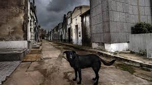 Mundo 10/05/2020 12:32 afp y ap estados unidos actualizada 17:01. El Mundo Supero Los Cuatro Millones De Muertos Por Coronavirus Telam Agencia Nacional De Noticias