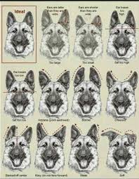 These Are Incorrect Examples Of The German Shepherd Ear