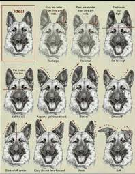 these are incorrect examples of the german shepherd ear