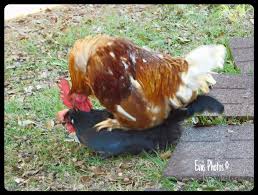 If an egg appears opaque to you, then it is a fertilized chicken egg. Roosters Chickens And Fertilized Eggs Mybackyardofhens