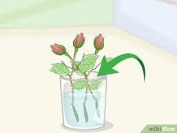 We did not find results for: Cara Menyetek Bunga Mawar 12 Langkah Dengan Gambar Wikihow