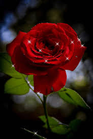 See more ideas about happy birthday images, happy birthday, happy birthday wishes. Flower Gif Wallpaper