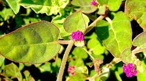 Image result for Boerhavia coccinea