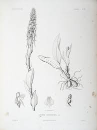 Image result for Satyrium coriophoroides