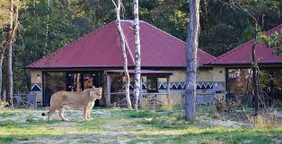 Vandaag samen met vriend naar beekse bergen geweest. Beekse Bergen Slapen Tussen Wilde Dieren Volgende Week Weer Mogelijk Looopings Nl