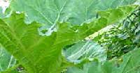 From the greek name ἰάσων (iason) meaning healer, derived from greek ἰάομαι (iaomai) meaning to heal. Rhubarb Meaning In Hindi Spanish Tamil Telugu Malayalam Urdu Kannada Name Gujarati In Marathi Indian Name Marathi Tamil English Other Names Called As Translation Pocket News Alert
