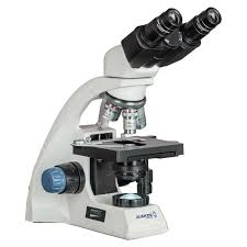 Image result for Micractis bojeri