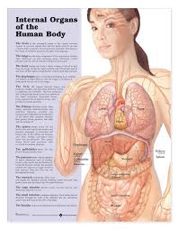 See female human body anatomy stock video clips. Pin On Health