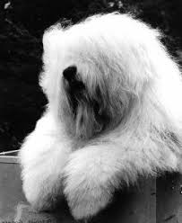 Black And White Old English Sheepdog Puppy History Of The Old English Sheepdog Old English Sheepdog English Sheepdog Sheepdog