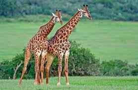 I also didn't know that winged ants are just males (the ones we see crawling are females) that are searching for a mate or a place to put a new colony! Fun Giraffe Facts For Kids
